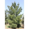 Сосна веймутова – Pinus strobus